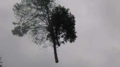 rooien van bomen verwijderen coniferen uit de achtertuin